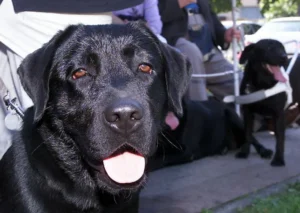 قوانین سفر به اروپا