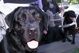 قوانین سفر به اروپا