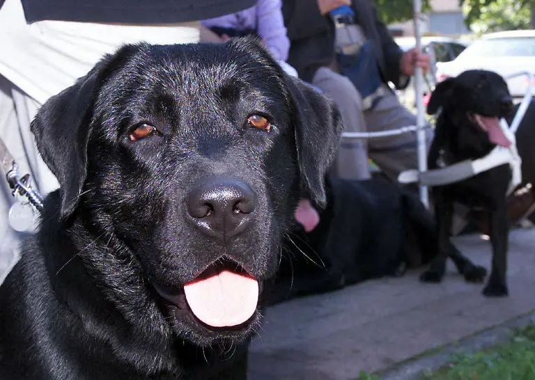 قوانین سفر به اروپا