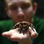 اخبار امروز آلمان