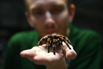 اخبار امروز آلمان